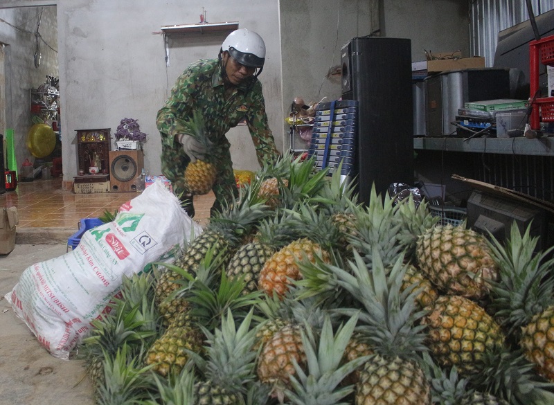 Dứa mật Đam Rông trái to, ngọt thanh hơn nhiều vùng trồng khác.