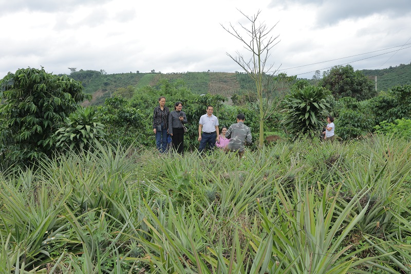 Vườn dứa mật Đam Rông đang mùa thu hoạch.