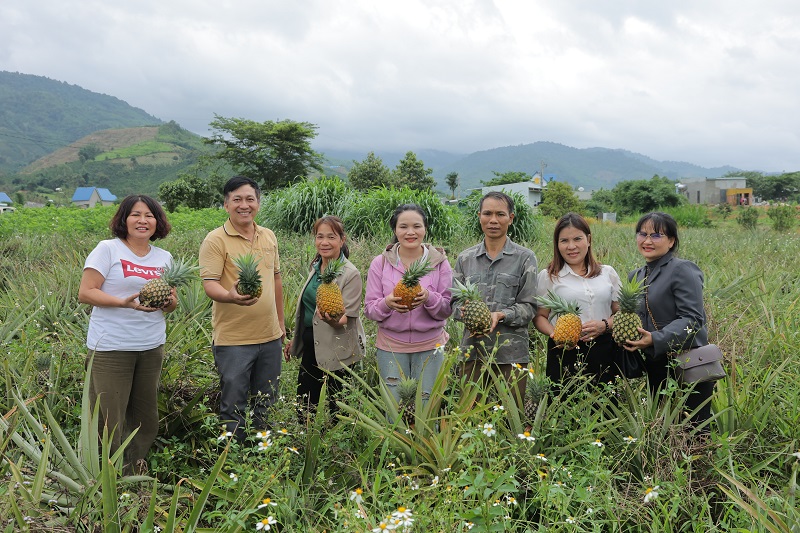 Các chuyên gia, doanh nghiệp khảo sát vùng nguyên liệu dứa mật Đam Rông.