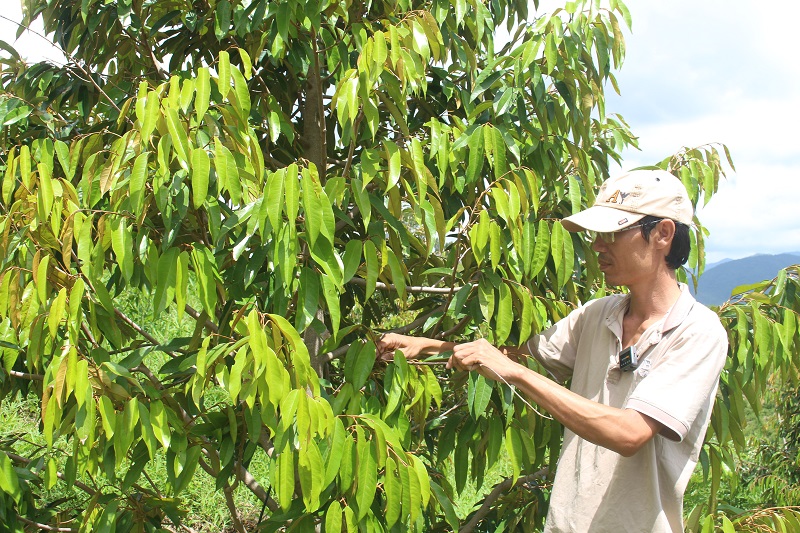 Sầu riêng Đam Rông trồng theo hướng hữu cơ tại Đạ Tông.