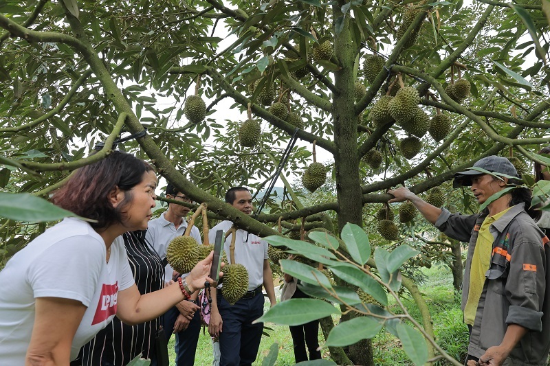 Khảo sát vùng nguyên liệu sầu riêng Đam Rông.