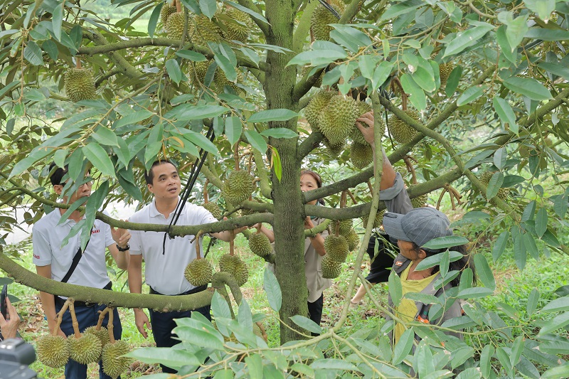 Sầu riêng Đam Rông trĩu quả