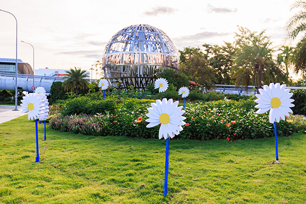 Hình ảnh hoa cúc khuyết cánh tràn ngập khu vực nhà ga quốc tế T2 sân bay Đà Nẵng...