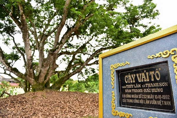 Cây vải tổ huyền thoại tại làng Thúy Lâm, Thanh Sơn