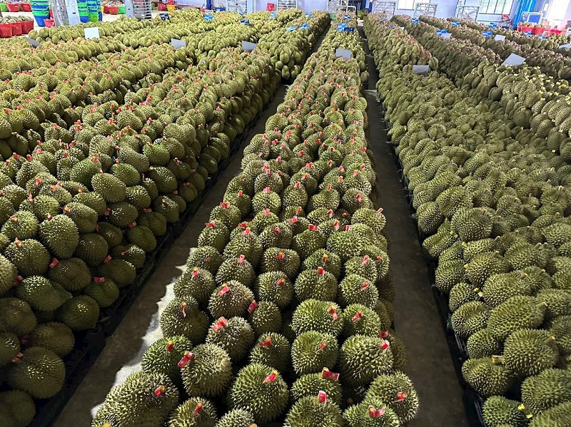 Sầu riêng Lâm Đồng chuẩn bị lên đường xuất khẩu.