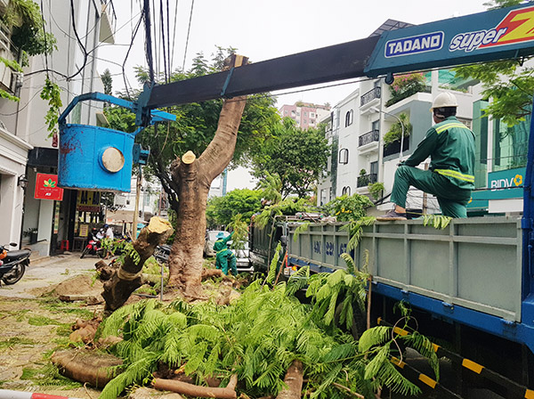 Sở Xây dựng Đà Nẵng yêu cầu Tuyệt đối không để xảy ra trường hợp cắt trụi tán lá, không còn tác dụng che bóng mát, mất cảnh quan đô thị, gây phản cảm và bức xúc trong nhân dân.