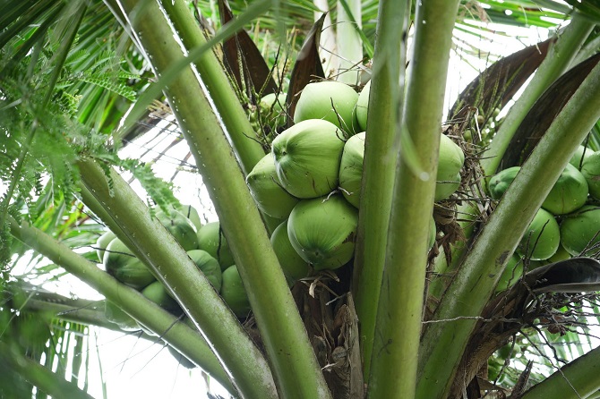 Giống dừa ta xanh được trồng rộng rãi trên địa bàn tỉnh