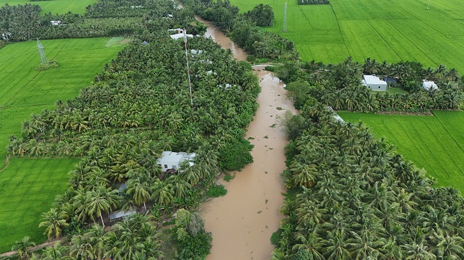 Toàn tỉnh Vĩnh Long hiện có khoảng 22 triệu cây dừa, dẫn đầu cả nước về diện tích.
