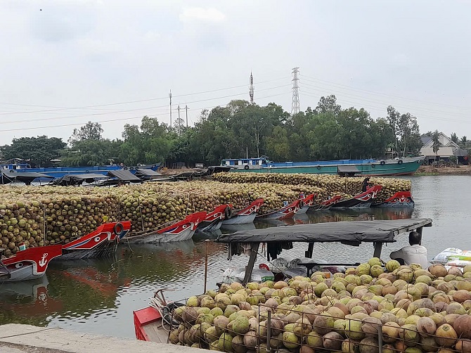 Tỉnh Vĩnh Long định hướng phát triển và kêu gọi doanh nghiệp đầu tư vào ngành dừa.