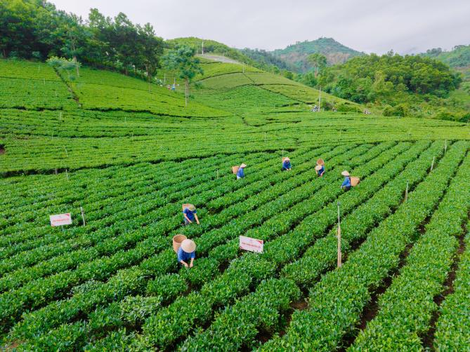 Khi triển khai thực hiện, chính sách sẽ góp phần thu hút đầu tư, thúc đẩy sản xuất theo chuỗi, ứng dụng khoa học, công nghệ, đổi mới sáng tạo, chuyển đổi số trong sản xuất, chế biến, kinh doanh chè