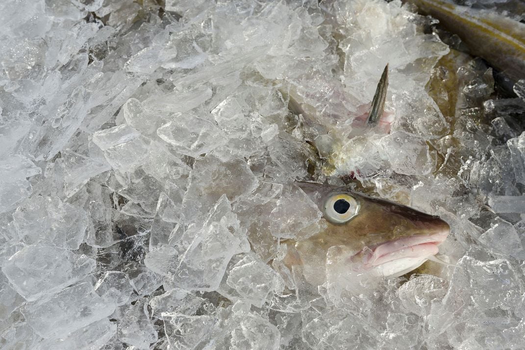 Áp lực đánh bắt cá tuyết đã làm thay đổi cấu trúc quần thể cá.