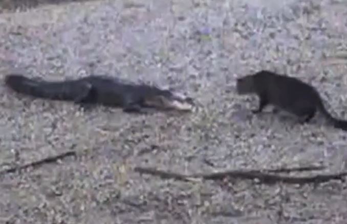 Ảnh cắt từ clip.