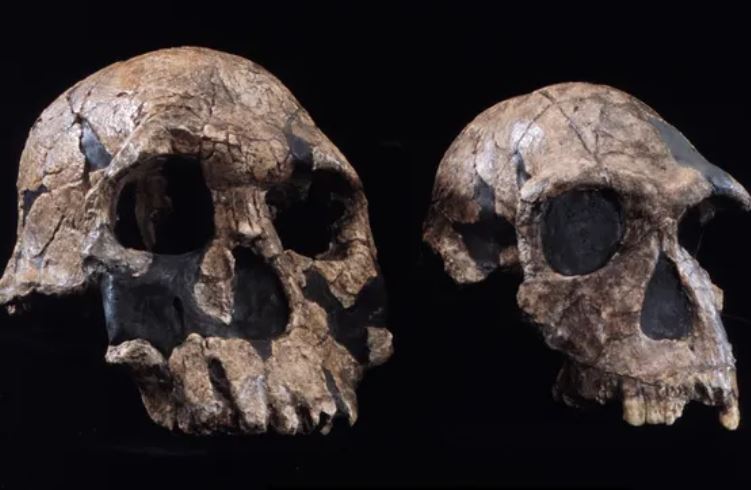 Hộp sọ của Homo rudolfensis (trái) và Homo habilis (phải) đều là loài đầu tiên của chi Homo. (Nguồn ảnh: Bảo tàng Lịch sử Tự nhiên)