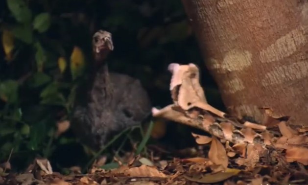 Ảnh cắt từ clip.