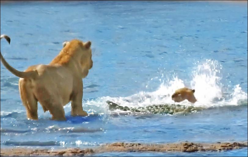 Cá sấu tấn công sư tử.