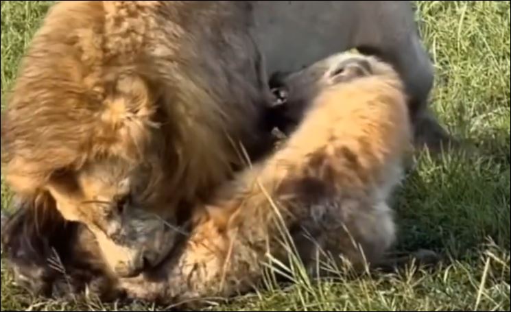 Sư tử đực tấn công linh cẩu.