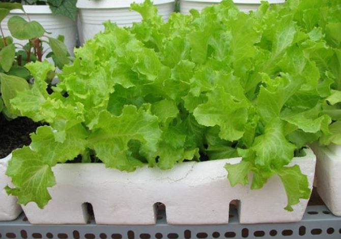 Bí quyết trồng xà lách trong thùng xốp bằng phương pháp hữu cơ cực đơn giản