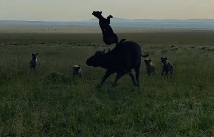 Trâu rừng mẹ vô tình húc trúng trâu con.