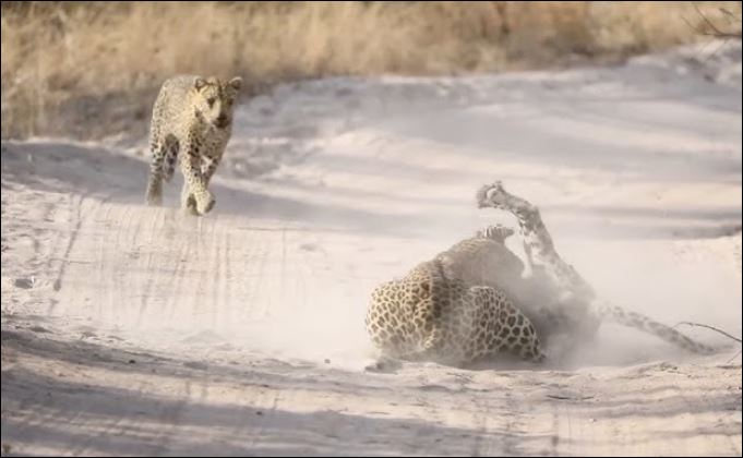 Báo hoa mai hạ sát đồng loại.