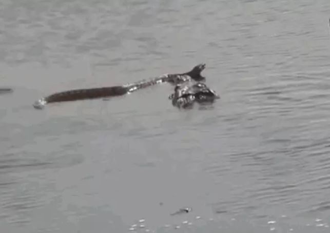 Ảnh cắt từ clip.