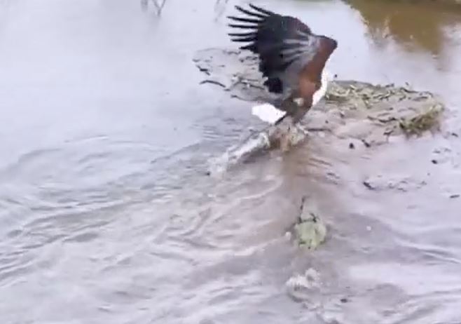 Ảnh cắt từ clip.