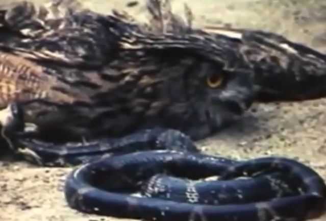 Ảnh cắt từ clip.