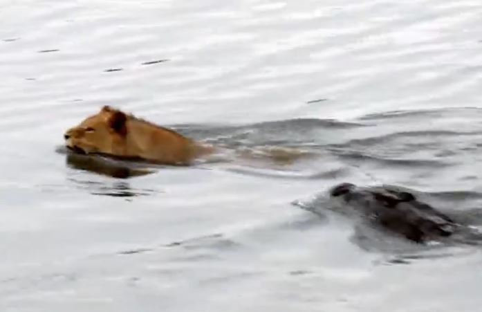 Ảnh cắt từ clip.