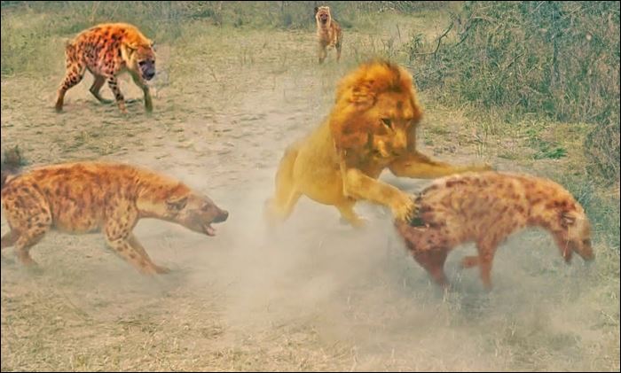 Sư tử đực tấn công linh cẩu.