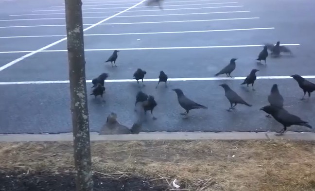 Ảnh cắt từ clip.