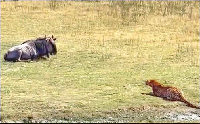 Báo hoa mai rình rập linh dương đầu bò.