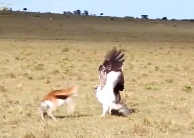 Ảnh cắt từ clip.