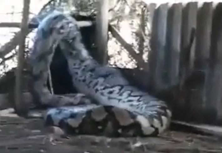 Ảnh cắt từ clip.