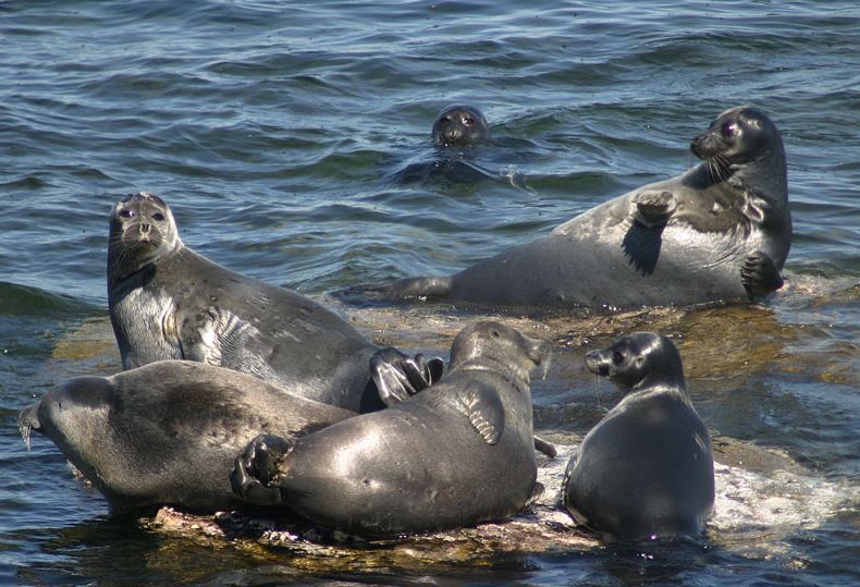 Hải cẩu Baikal.