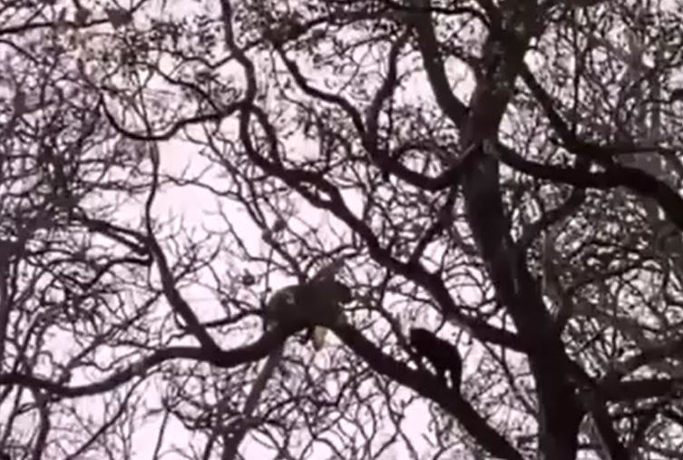 Ảnh cắt từ clip.