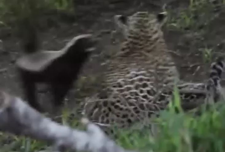 Ảnh cắt từ clip.