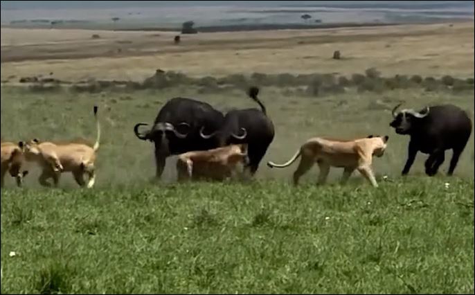 Trâu rừng tấn công sư tử để bảo vệ con.