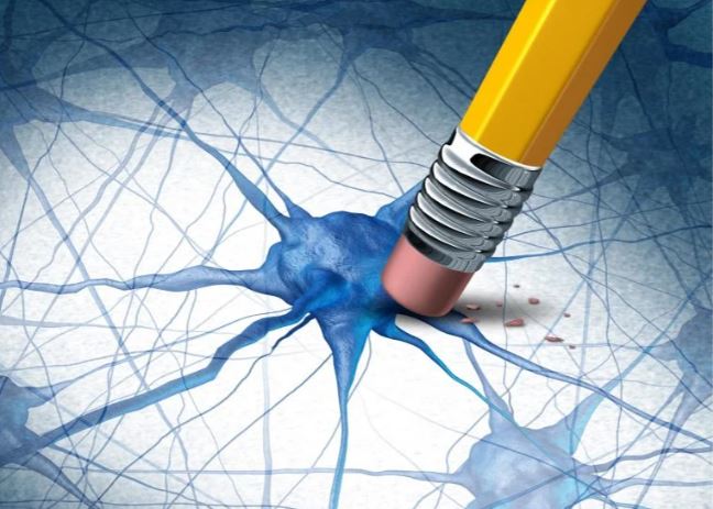 Các nhà nghiên cứu tại UC Irvine đã phát hiện ra rằng hai hợp chất tự nhiên có thể trẻ hóa các tế bào não đang lão hóa bằng cách phục hồi một phân tử năng lượng quan trọng, loại bỏ sự tích tụ protein liên quan đến bệnh Alzheimer và giảm căng thẳng cho tế bào. Nguồn: Stock