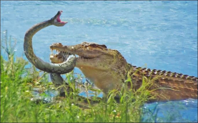 Cá sấu tóm gọn trăn.