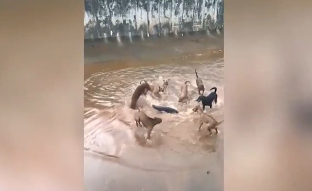 Ảnh cắt từ clip.