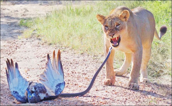 Sư tử bất ngờ tấn công rắn Mamba đen, tạo cơ hội cho chim cắt thoát thân.