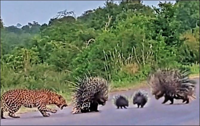 Nhím bố mẹ cố gắng bảo vệ con trước sự tấn công của báo hoa mai.