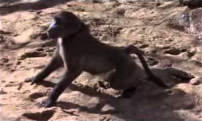 Khỉ đầu chó bị say khi ăn quá nhiều quả marula.