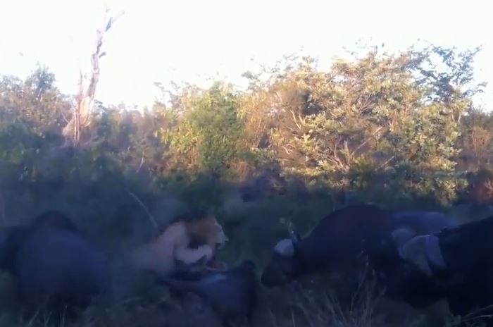 Ảnh cắt từ clip.