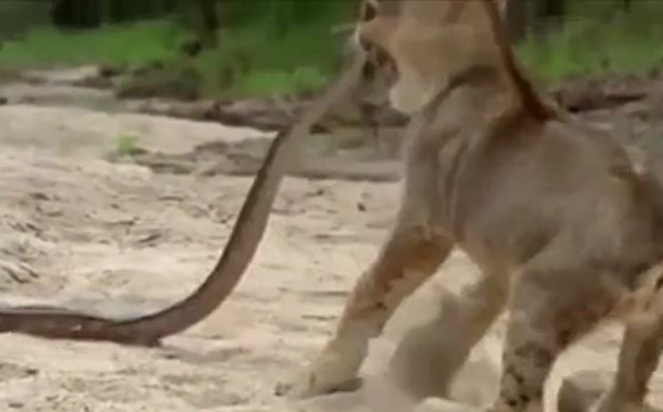 Ảnh cắt từ clip.