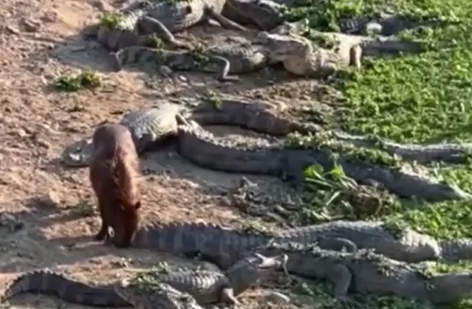 Ảnh cắt từ clip.