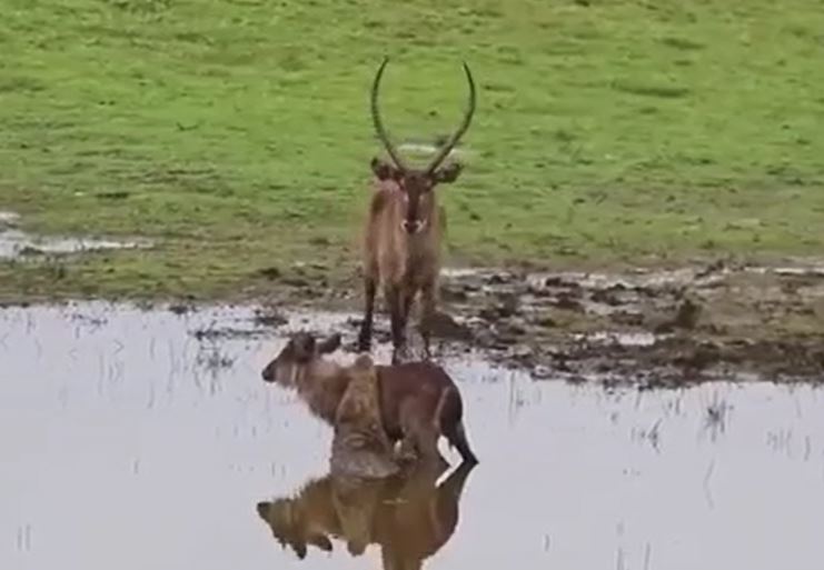 Ảnh cắt từ clip.