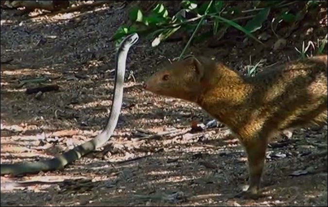 Cầy mongoose đối mặt với rắn mamba đen.
