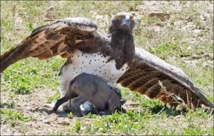 Đại bàng Martial săn lợn bướu.
