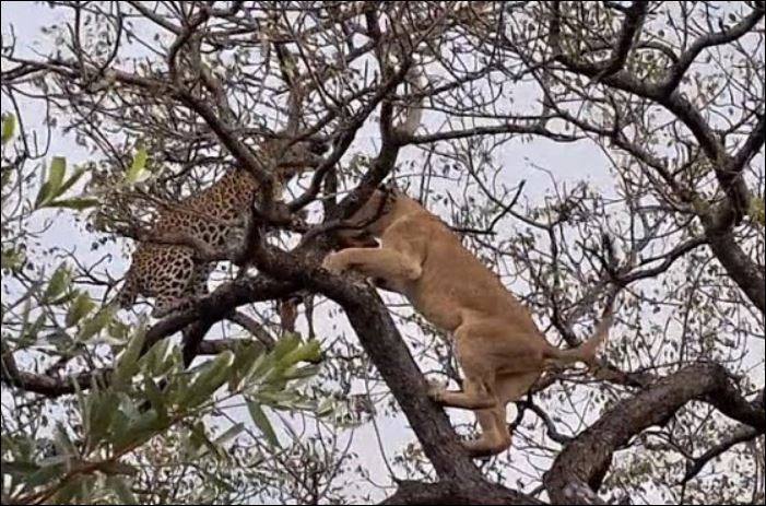 Sư tử cướp mồi của báo hoa mai trên cây.