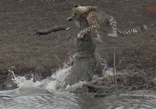 Ảnh cắt từ clip.